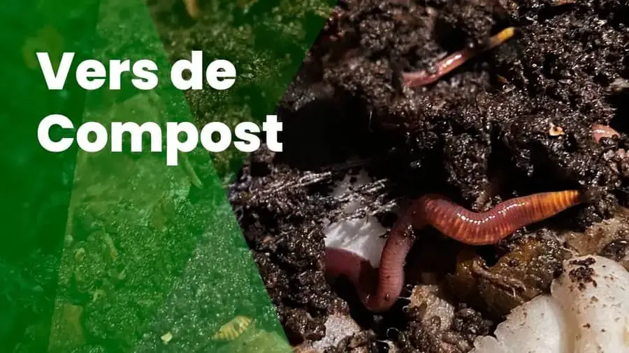 Vers de Compost - Le Guide